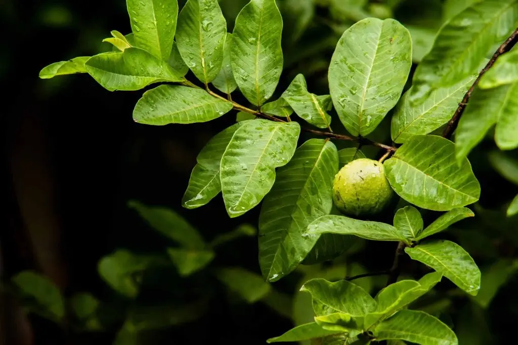 The Health Farm - Guava