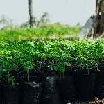 The Health Farm - Photo-Moringa plants