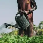 The Health Farm - Photo- man watering moringa plants