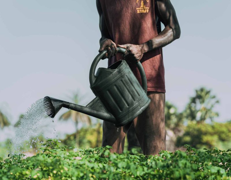 The Health Farm - Crowdfunding Gambia